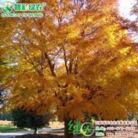 紅楓樹苗供應批發(fā)零售|江西綠農(nóng)發(fā)展有限公司