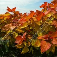 紅霞楊，金紅楊，彩色植物，彩楊，全紅楊，中紅楊，彩楊農(nóng)林