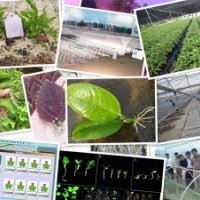 出售竹柳,9901柳， 高峰竹柳，竹柳3號，美國竹柳，速生星柳，渤