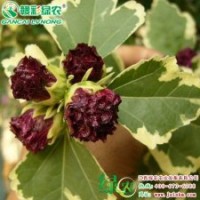 歐洲花葉木槿 高干栽培 花期長 葉形優(yōu)美 美觀耐看 歐洲花葉木槿