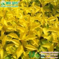 金葉連翹 綠化苗木 金葉連翹 彩葉樹小苗 金葉連翹小苗供應(yīng)批發(fā)零