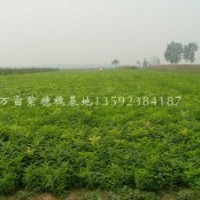 河南紫穗槐培育中心，萬(wàn)畝紫穗槐小苗，供應(yīng)紫穗槐，紫穗槐大苗