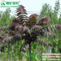 紅葉臭椿 彩葉樹小苗 優(yōu)良彩葉樹 紅葉臭椿小苗供應(yīng)包存活