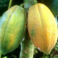 供應(yīng)優(yōu)質(zhì)木瓜苗/文冠苗