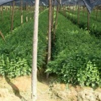 紅豆杉、羅漢松、竹柏、杜英、紫薇、桂花、廣玉蘭、香樟