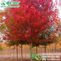 美國(guó)改良紅楓（秋艷） 紅楓小苗供應(yīng)批發(fā)零售|江西綠農(nóng)