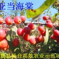 出售各種海棠苗北美海棠苗