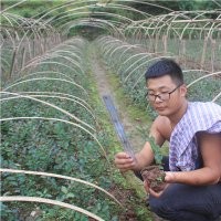 貴州紅火箭紫薇1年苗