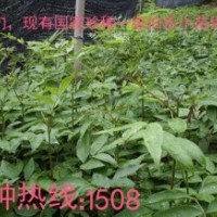 拍樂小苗