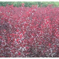 綠化苗木出售、紅葉李紫葉李紫葉矮櫻低價(jià)大量供應(yīng)