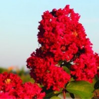 紅火球苗