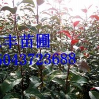 紅寶石海棠苗