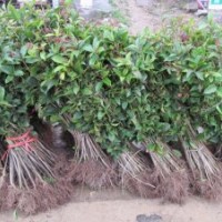 大量低價(jià)出售各種桂花大小樹(shù)苗