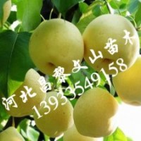 梨樹苗，皇冠梨樹苗，黃冠梨樹苗，晚秋黃梨樹苗，愛宕梨樹苗