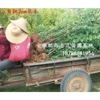 安徽 三角楓小苗500萬棵供應(yīng)商