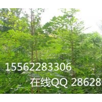 北欒 濟(jì)寧保國園林苗木基地 北欒小苗