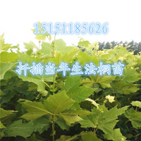 江蘇1.5米高法桐苗行道樹法桐工程苗量大供應(yīng)