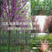 開花絢爛生長迅速只有巨紫荊樹苗