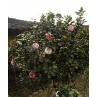泉州茶花，泉州桂花基地，供應(yīng)泉州五彩茶花