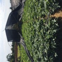 低價供應鴨腳木小苗和球規(guī)格20-60cm袋苗