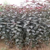 出售紅寶石海棠苗，紅葉海棠小苗價格，山東紅寶石海棠供應(yīng)
