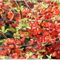 供應(yīng)西府海棠、東紅海棠、絢麗海棠