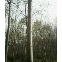 出售107速生楊樹苗速生柳垂柳白蠟等綠化苗