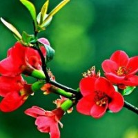 供：西府海棠、東紅海棠、紅麗海棠