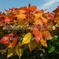 “紅霞楊”Ⅰ號(hào)、金紅楊、彩葉植物、彩楊、彩色植物、全紅楊、紅