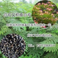 庭院花卉植物合歡樹苗批發(fā)1公分粗的紅花合歡苗農(nóng)戶直銷