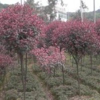 紅葉石楠小苗，2-15cm低價直銷詳電詢。