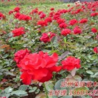 供應(yīng)苗木，檜柏，大葉黃楊，河北大葉黃楊
