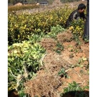 供應(yīng)龍海油茶苗最新價(jià)格