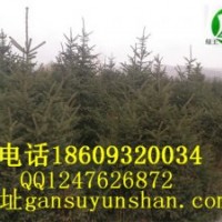 云杉價格甘肅云杉