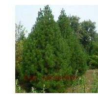 紅葉碧桃樹苗龍珠碧桃樹苗價(jià)格信息-種植地址在山東省泰安市...