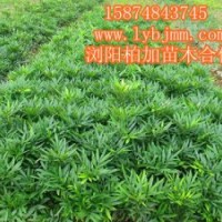 瀏陽十大功勞小苗、十大功勞小苗批發(fā)公司