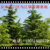 供應(yīng)雪松