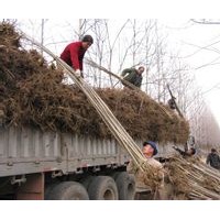 河北保定2-3-4-5-8-10-12公分意楊價格綠化苗木
