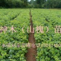 山槐苗、神木