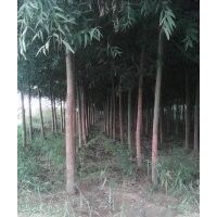 出售速生柳