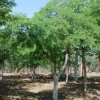 供應(yīng)、各種綠化大小苗木、