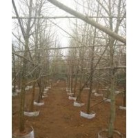 供應白蘭、宮粉紫荊、菩提樹、黃桷蘭、藍蘭楹