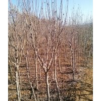 供應(yīng)木槿、垂柳、冬青球、黑松、小龍柏
