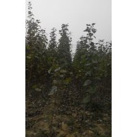 100畝椿樹小苗，當(dāng)年毛白楊小苗，合歡小苗，國槐小苗，4公分毛白