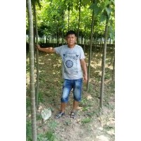 周口楸樹苗，3公分楸樹