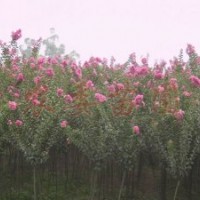 優(yōu)質(zhì)風(fēng)景樹苗 紫薇 大葉垂榆 常年出售