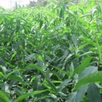 銷售1-3年文冠果苗，國槐苗，山桃苗