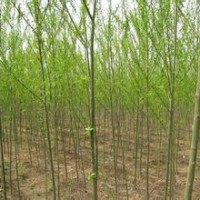 國槐 白皮松 青皮垂柳 側(cè)柏 白蠟 紅葉李 紫葉李