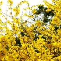 供應優(yōu)質迎春花黃連木 低價優(yōu)惠