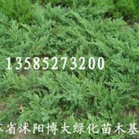 供應(yīng)500萬棵鋪地柏、沙地柏價格便宜【量大價低】